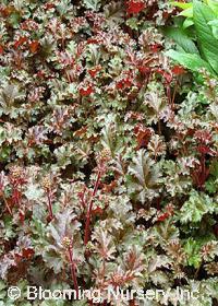 Heuchera 'Caf Ole'